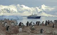 Penguins on shore during cruise in Antarctica