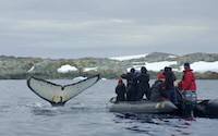 Whale watching from boat in Antarctic waters