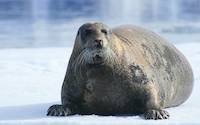 Seal in Antarctica