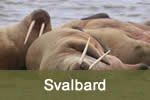 Walrus in Svalbard