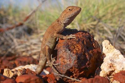 Australian Wildlife Safaris