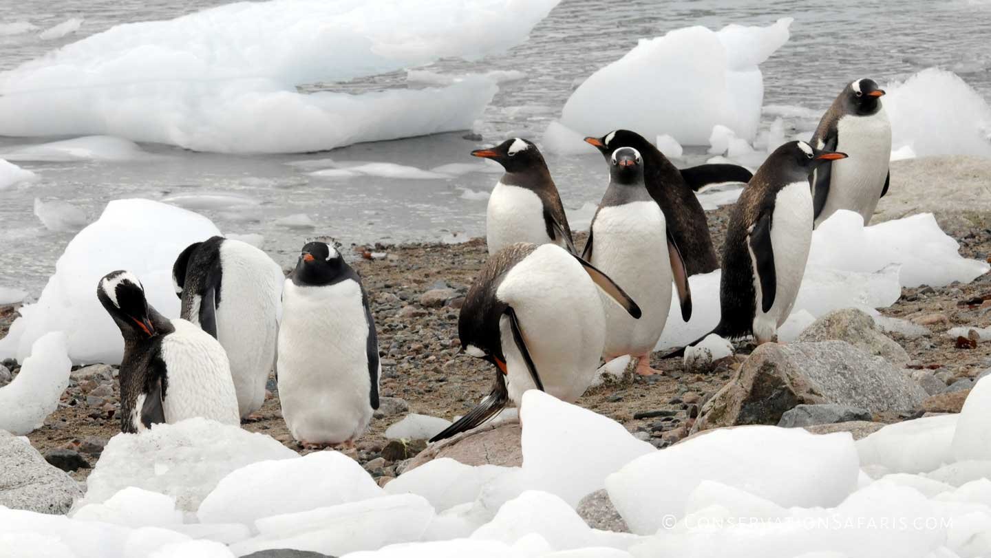 Penguins of Antarctica