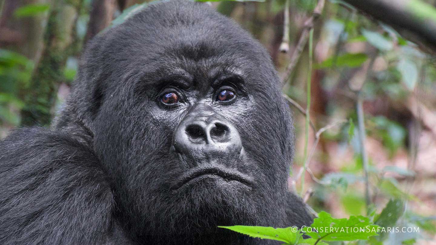 Silver-back Mountain Gorilla