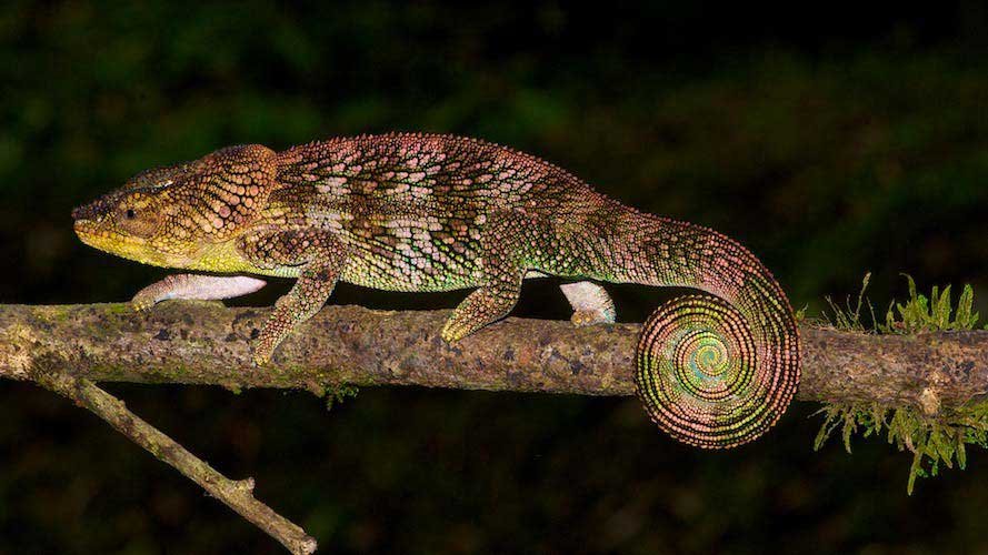 Chameleon in Madagascar