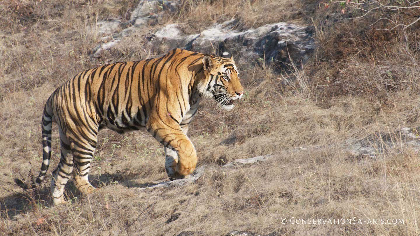 Indian Tiger in Bandhavgarh