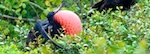 Galapogos Frigate bird