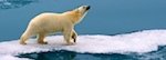 Polar Bear Svalbard Norway