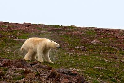 Canadian Wildlife Travel - Churchill & Polar Bears