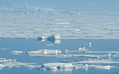 Greenland wildlife cruise