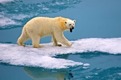 Svalbard cruise - polar bears