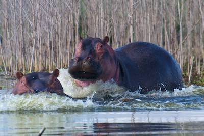 Hippos at Lake Naivasha, Kenya