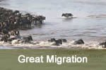 Masai Mara river crossing