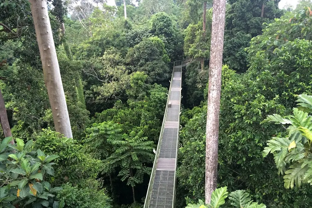 Borneo rainforest