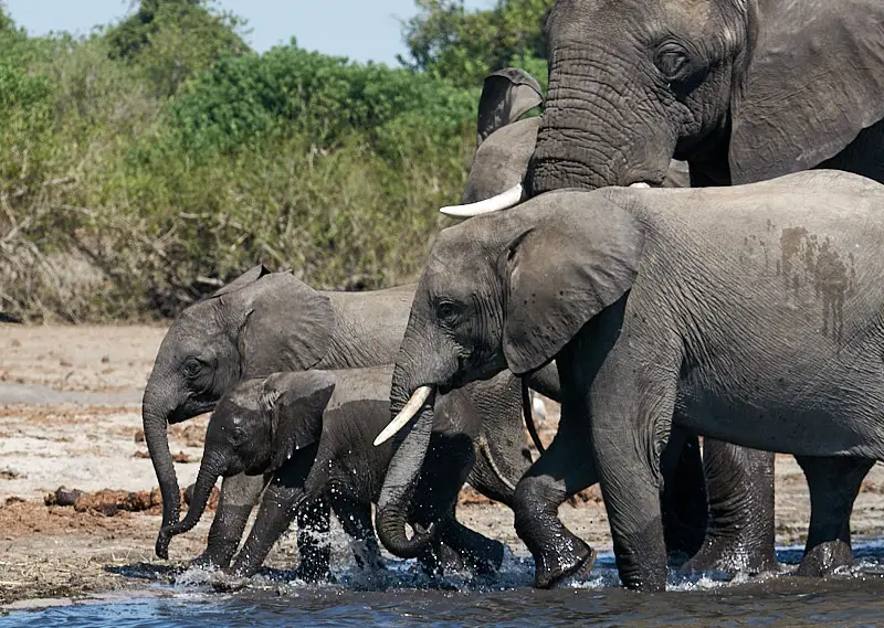 Botswana Elephants