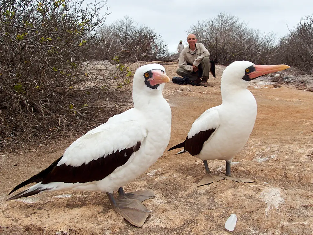 Galapagos islands, up close to Boobies. © WildEarthandOcean.com