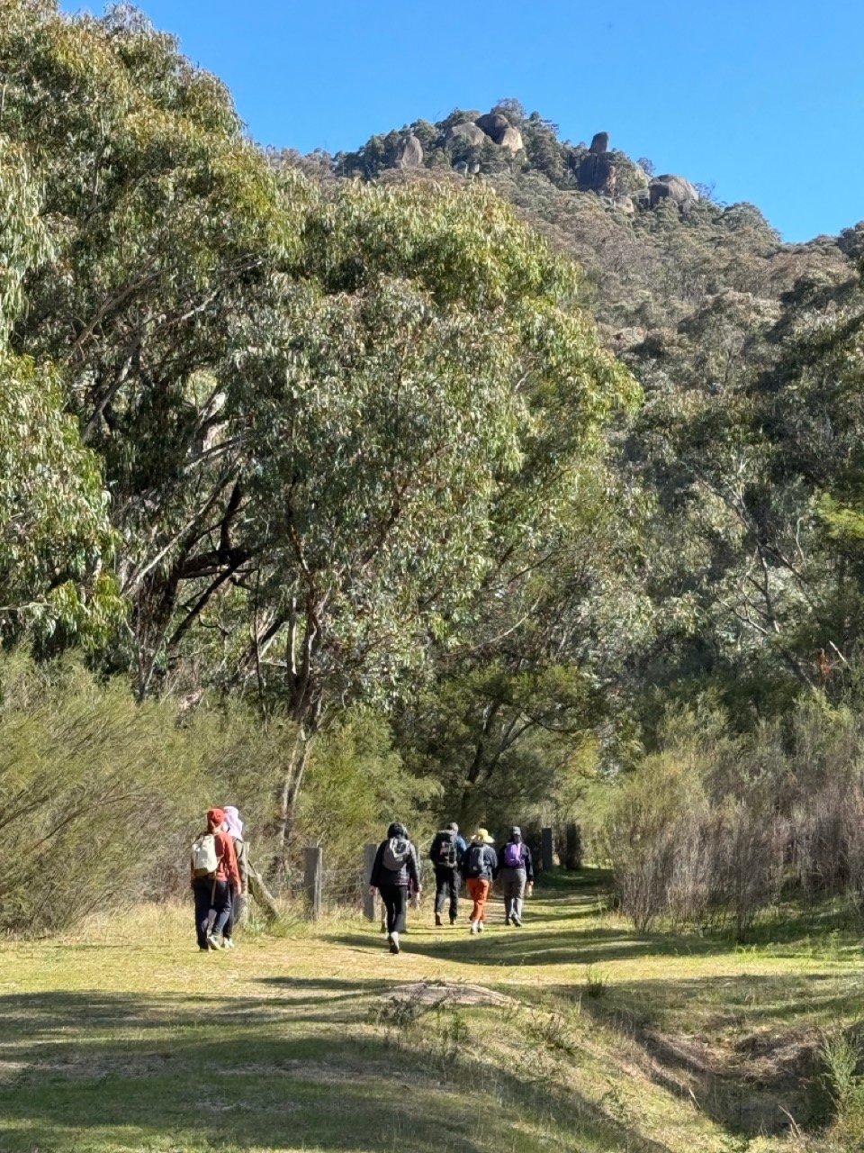 Wellbeing Forest Bathing