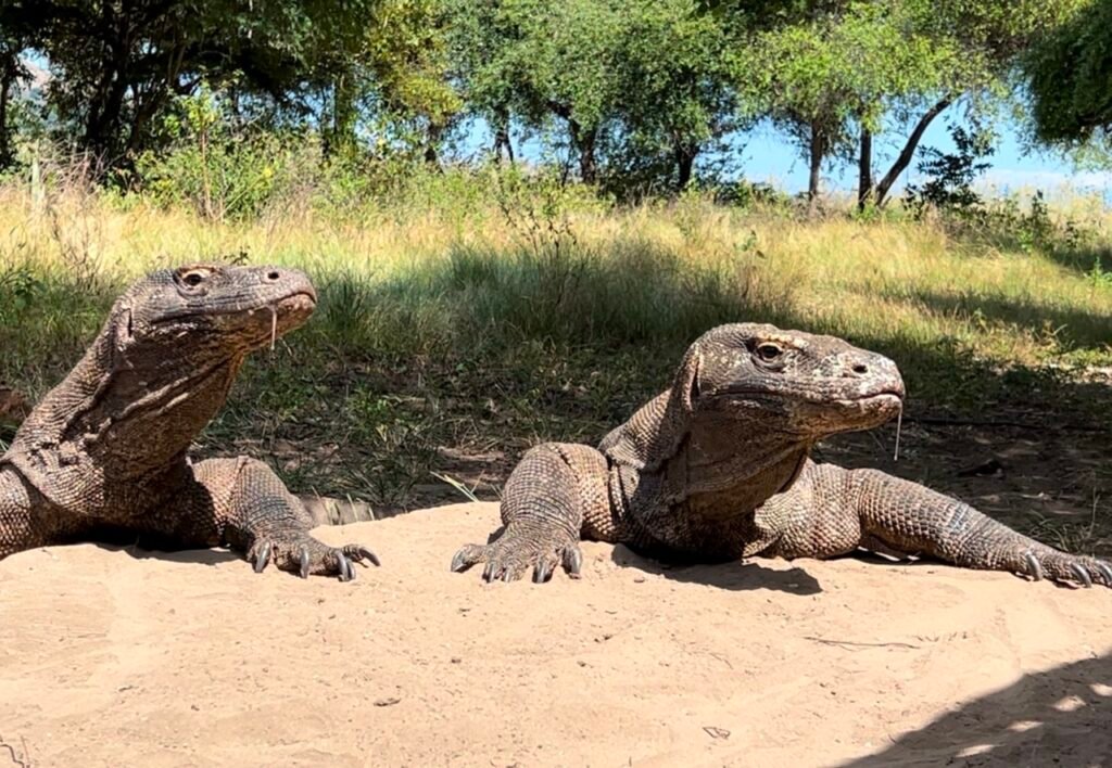 Komodo dragons, Indonesia