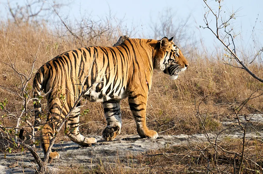 India tiger safari