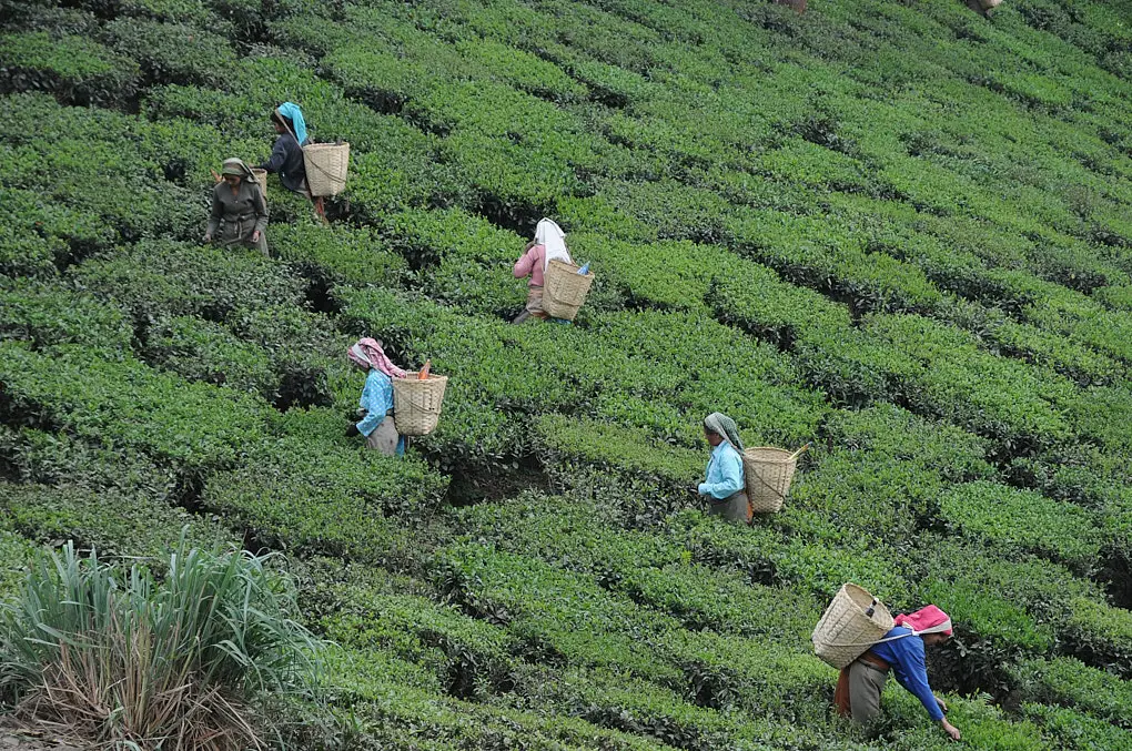 Darjeeling tea estate