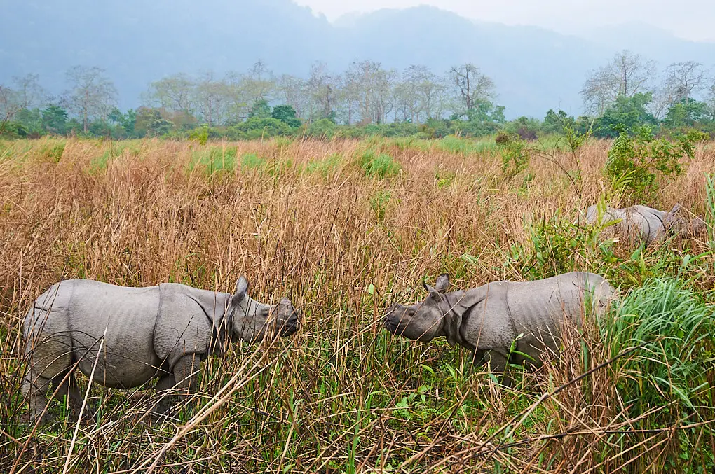 Asiatic rhinos India