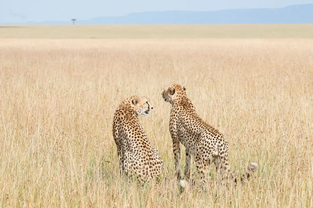 cheetahs on safari in kenya