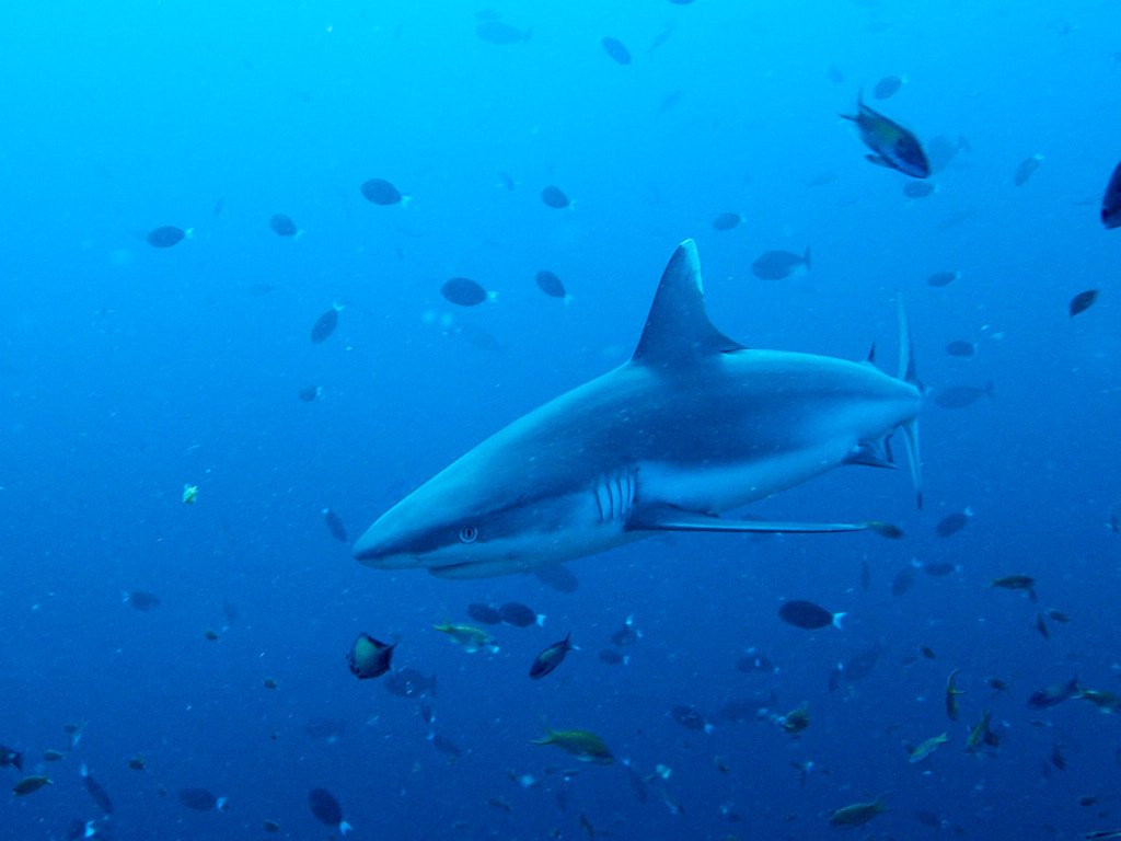 Maldives shark diving