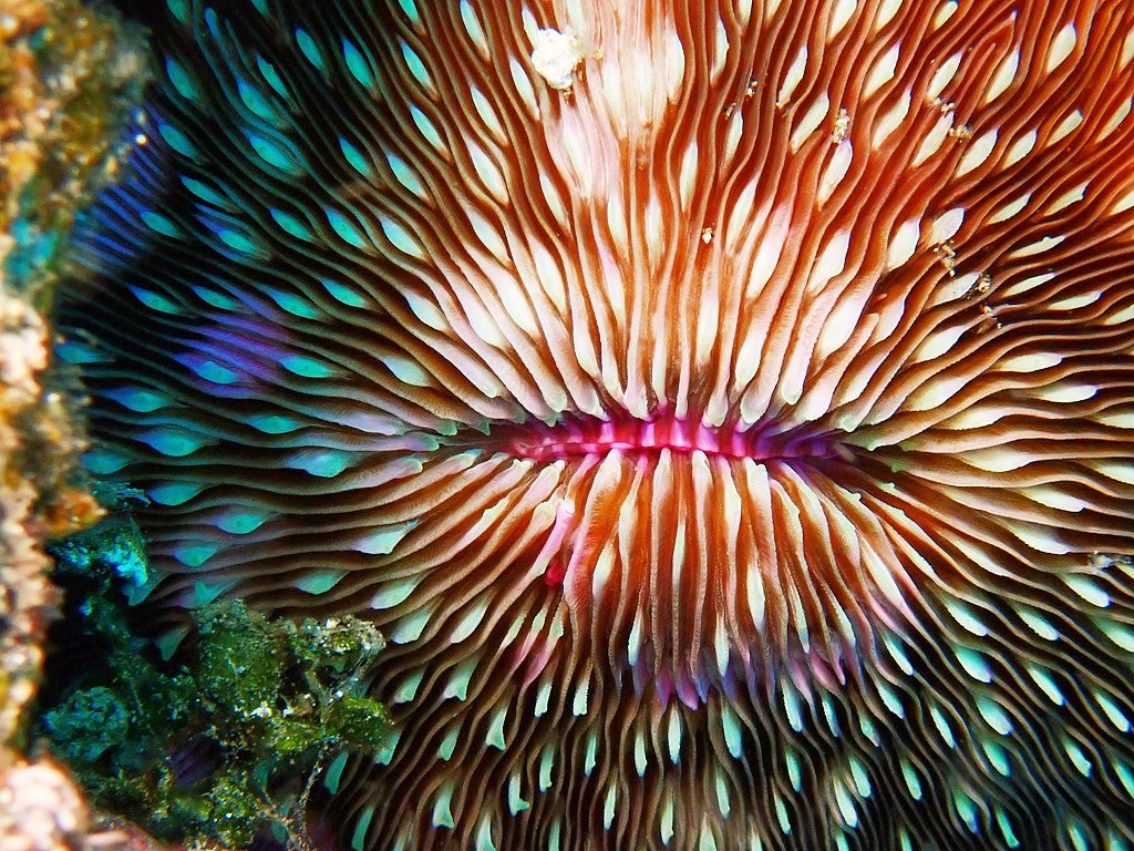 explosion of colour, scuba diving