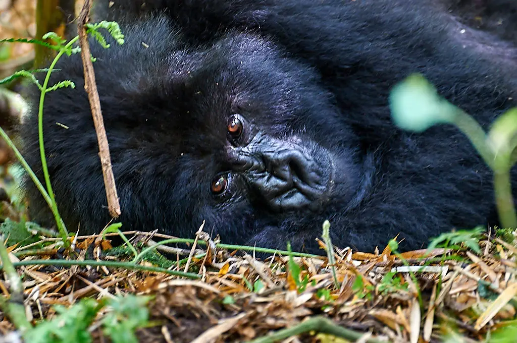 mountain gorilla rwanda, volcanoes national park