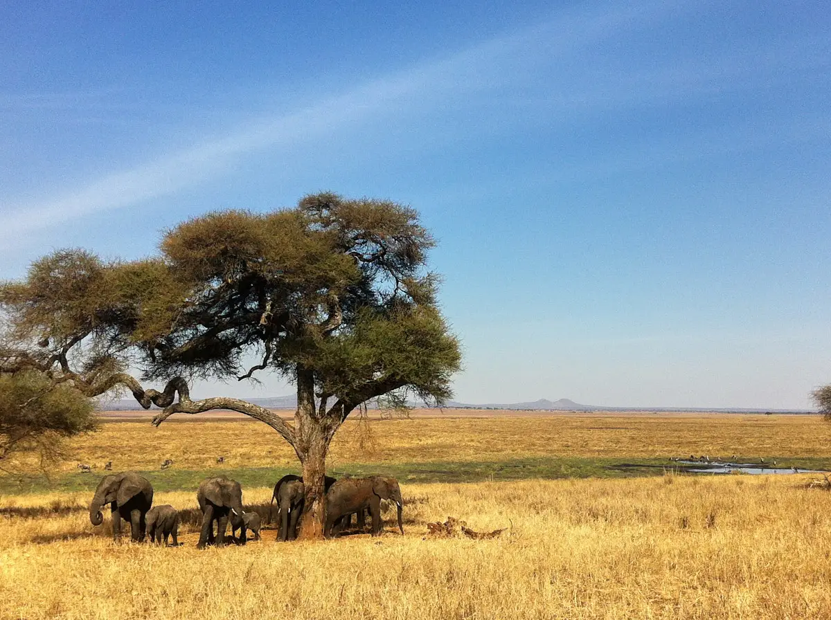 Tanzania Serengeti elephants