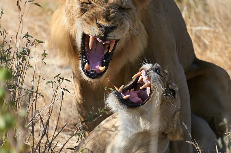 Lions on a Tanzania Safari