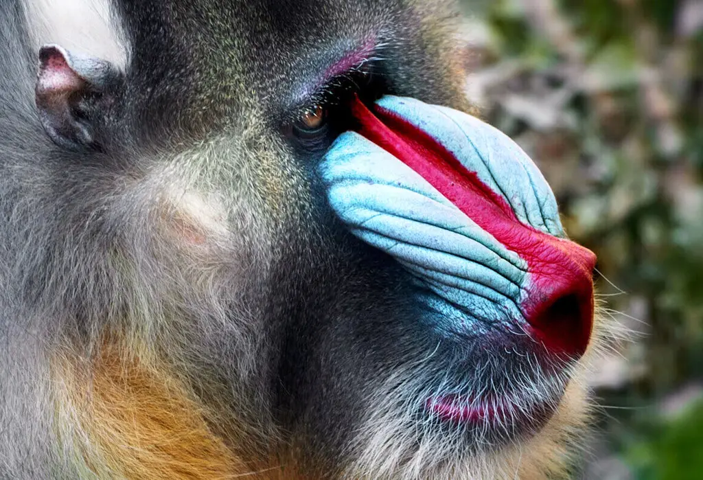 Gabon mandrill