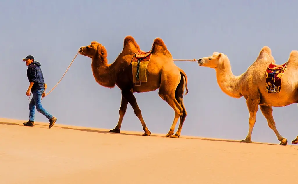 Mongolian Plateau camels