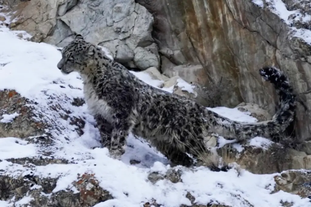 snow leopard Ladakh