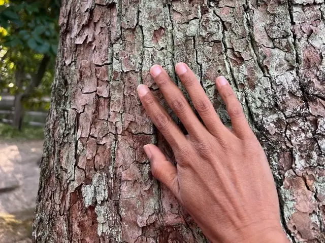 wellbeing trees